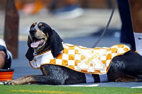 The Impact of Smokey on Recruitment: How the Tennessee Volunteers Mascot Attracts Top Players